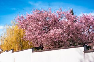 A yellow and pink flowering trees behind a white wall and under a blue sky