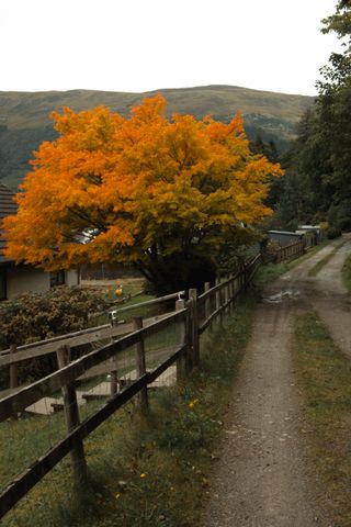 A tree on the side of a walkway in autumn with leaves turned orange