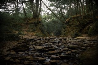 Forest path made of stones with a water stream running through them