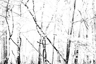 white picture with darker tree trunks creating black erratic lines