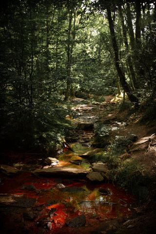 Red water stream going through a forest