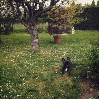 A dog chilling on the grass of a flowery garden