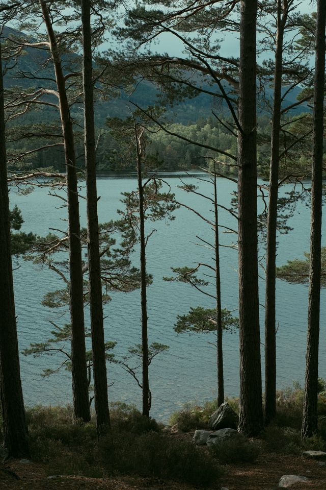 View of a lake behind tall thin trees
