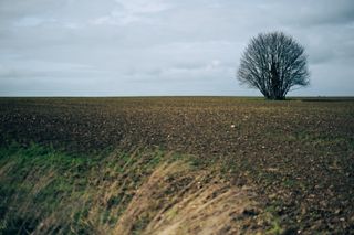 A lonely tree in a field