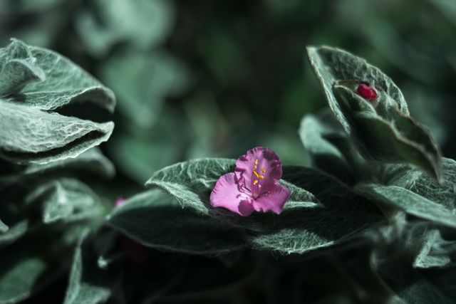 Close up of a plant with hairy leaves and mauve flowers