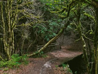 Wooden bridge in a dense forest