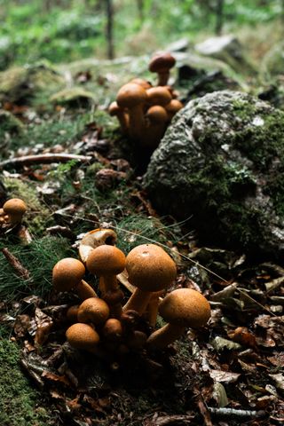 Small mushrooms on rocks