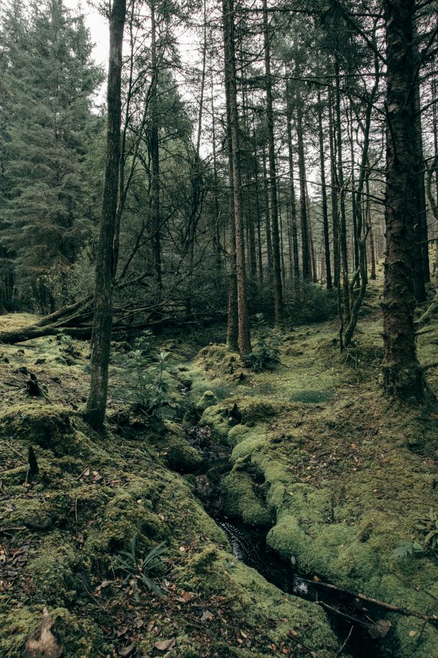 View of a mossy pine forest with a fallen tree in the background and a growing tree in the foreground near a water stream