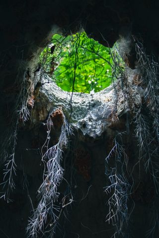 Hole of light with roots hanging