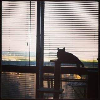 A lied down cat watching through window blinds
